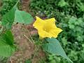 Yellow Deccan Morning Glory